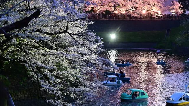 夜桜見物の人々　皇居のお掘り　ボートに乗ってを楽しむ人々　千鳥ヶ淵　東京　日本/People viewing cherry blossoms at night, people enjoying boat rides in the moat of the Imperial Palace, Chidorigafuchi, Tokyo, Japan