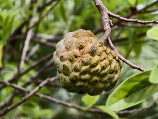 Fototapeta premium srikaya or Annona squamosa fruit is about to ripen