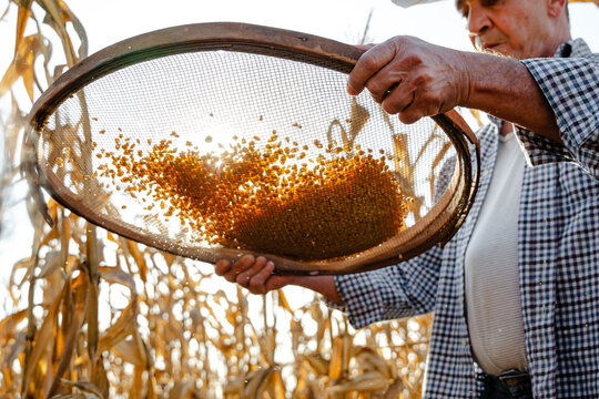 Close-up of a senior farmer sifting harvested corn kernels using a round wooden sieve in a field at sunset, highlighting the hard work and dedication of traditional organic farming methods