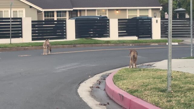 A couple of coyotes on a prowl in Los Angeles suburb at sunrise, Southern California