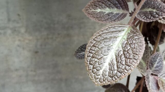 Close-up of Episcia cupreata leaves showing rich copper-green tones and soft textures, creating a beautiful tropical houseplant scene in natural light.