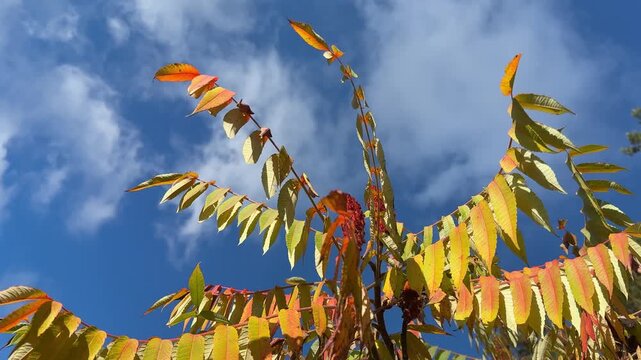 Colorful leaves of sumac tree in autumn park. Rhus typhina. Staghorn Sumac. 
