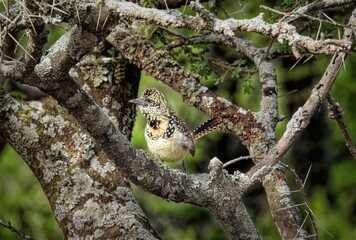 D'Arnaud's Barbet (Trachyphonus darnaudii) perched in a tree in Tarangire National Park, Tanzania