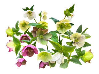 色とりどりのクリスマスローズの切抜き