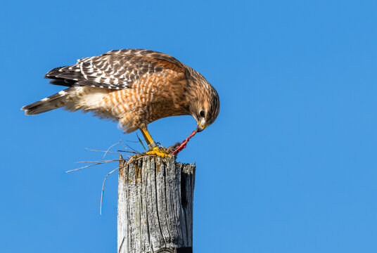 Red-shouldered hawk eating its prey as it perches on a pole.