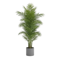 A small potted plant with green leaves