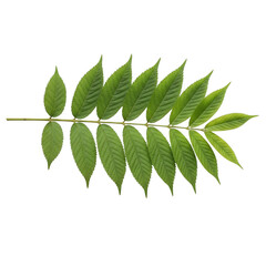 A green leafy branch with multiple small leaves