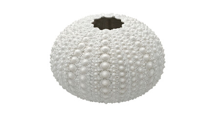 Sea Urchin Shell Isolated on Black
