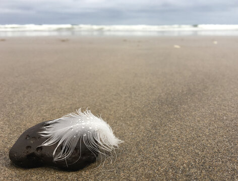 Rain drops on feather