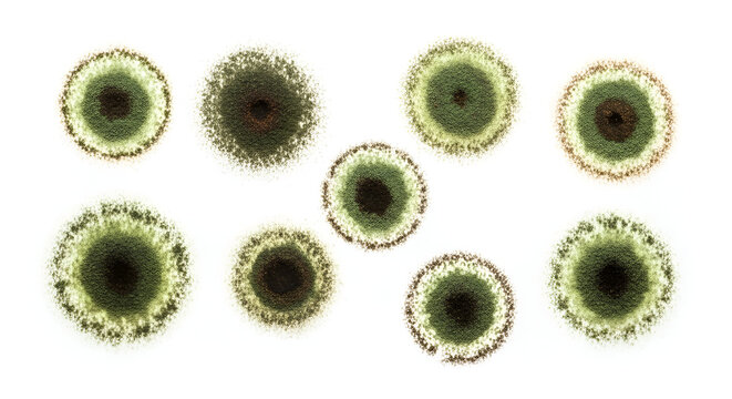 Cluster of circular green and brown Aspergillus mold colonies photographed in high detail against a stark white laboratory background illustrating microscopic fungal growth.