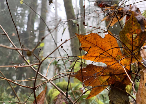Drippy winter forest