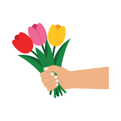 Hand holding bouquet of red pink and yellow tulips flowers vector illustration isolated on white background..