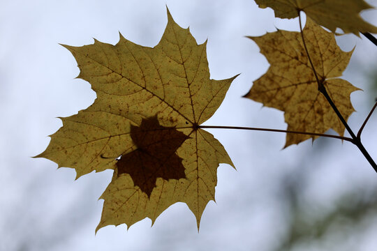 Leaf shadow