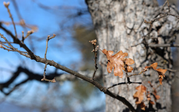 Live oak tree
