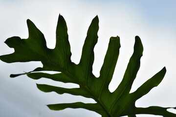 green leaves on blue sky background © Heru