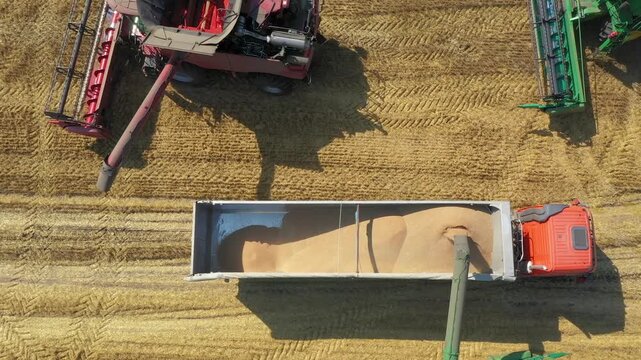 Harvesting machine in wheat field. Harvester agricultural machine pours harvested grain into a transport truck. Levels after harvest. The harvester sank into the dustbin. Top-down aerial view