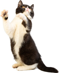 Cute black and white short-haired kitten with expressive face.