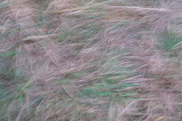 Obraz premium A blurry image of grass with green and brown colors