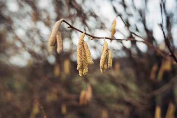 A branch with yellow flowers on it