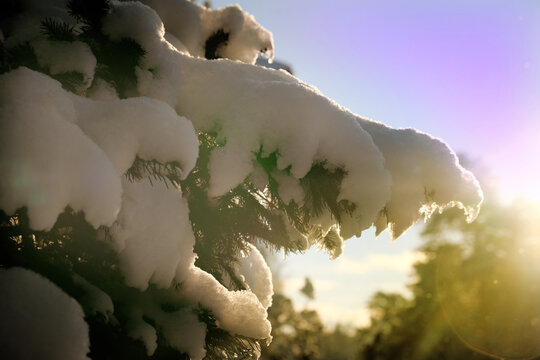 Real snowy winter with its clean, frosty air, snow-white carpets, fluffy hats on branches. Wonderful time. January frosts will be replaced soon by February thaw. Beautiful snowy winter in the forest