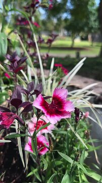 pink and crimson dianthus flowers blooming among variegated grasses in a landscaped garden bed