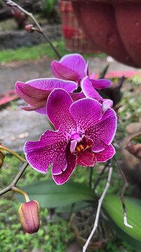 A striking phalaenopsis orchid displays rich magenta and pink petals patterned with fine white veining and a warm golden center.