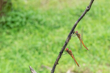 Dragonflies perched on wood, dragonflies sleeping