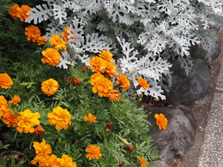 マリーゴールドとシロタエギク