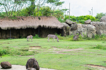 Obraz premium Zebra grazing on the green grass next to her young foal inside a zoological enclosure with a natural habitat environment.
