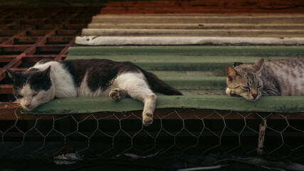 two cats on the roof © ric