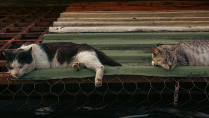 two cats on the roof © ric