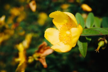 Fototapeta premium Stunning macro of a yellow Hypericum flower (St. John's Wort) in full bloom. This vibrant floral close-up features golden petals and delicate stamens against a lush green bokeh garden background.