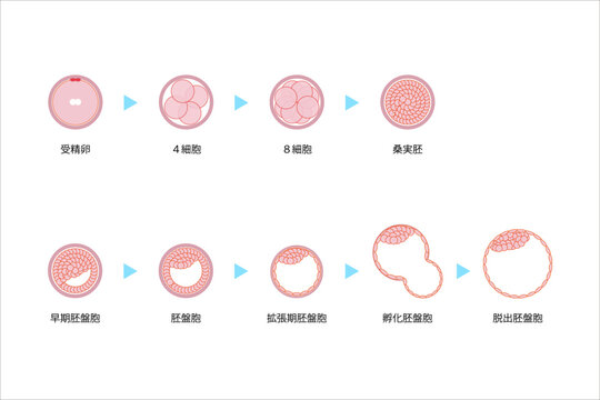 ヒト胚の発育過程