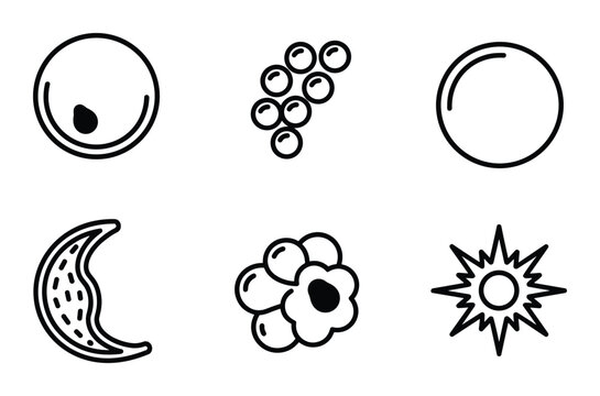 Cell development stages with zygote, morula, blastocyst, and embryo vector icons illustration