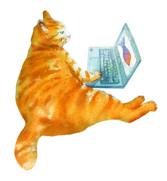 Cat Using a Laptop