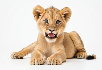 Obraz premium Cheerful African Lion cub, lying on the ground, white backdrop