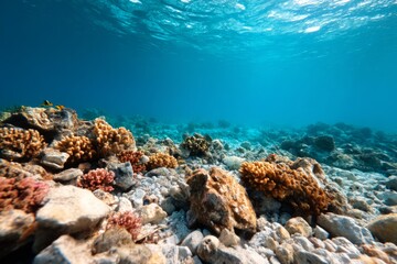 Obraz premium Underwater View of Damaged Coral Reef with Marine Life and Rocky Bed