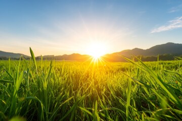 Fototapeta premium Glowing Sunrise Over Lush Landscape with Green Grass and Mountain View
