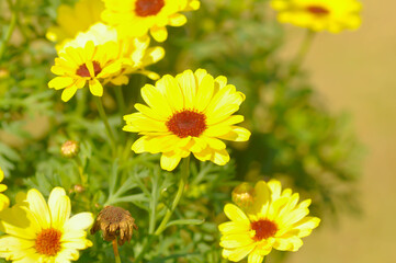 daisy or African Daisy, Argyranthemum Grandaisy or  Asteraceae or Bellis perennis or Cape Daisy or Dahlberg Daisy or Gold Carpet or Golden Fleece or Osteospermum or  Sunkissed Daisies or Thymophylia