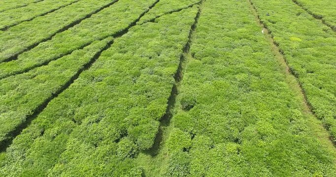 Aerial drone footage of lush green tea plantation fields stretching across rolling hills, showing organized rows of tea plants in a peaceful rural landscape.