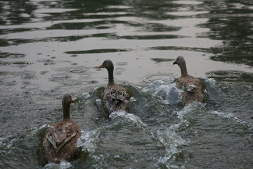 canada goose swimming in lake