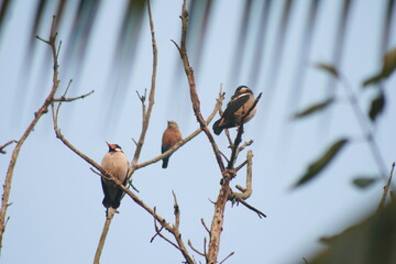 sparrow on branch