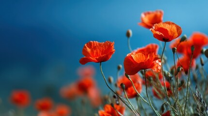 Naklejka premium Red poppies against a blue sky.