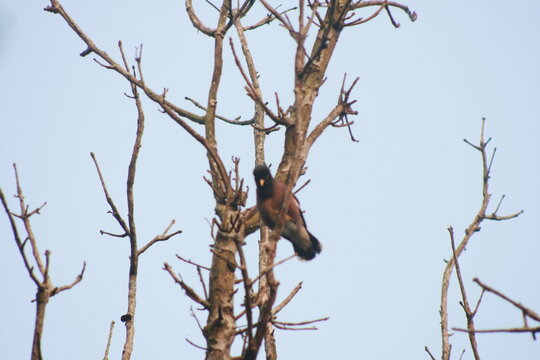 squirrel on a tree