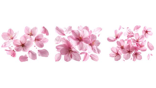 Scattered Pink Cherry Blossom Petals in Mid-Air, Front View, isolated on transparent background