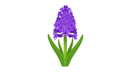 Obraz premium Purple hyacinth flower with green leaves on white background