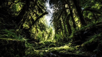 Fototapeta premium Sunlit Lush Green Forest Canopy with Dark Tree Trunks Viewed from Low Angle in Dense Wilderness Perspective with Bright Light and Shady Undergrowth