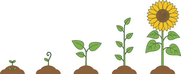 Stages of sunflower growth from seedling to full bloom Keywords: sunflower, plant, growth, stages, seedling, sprout, plant © Shakila