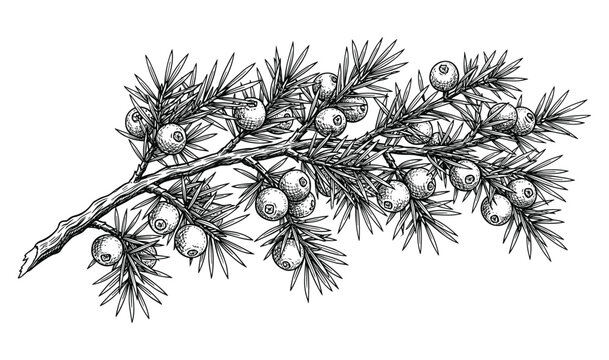Juniper branch with berries and needles, vector vintage botanical illustration