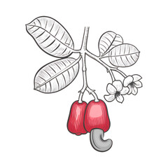 vector illustration of a branch of a tree